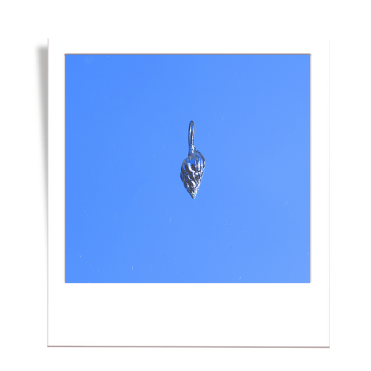 silver cone shell