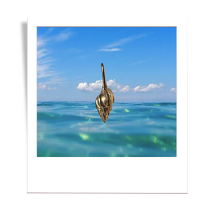 golden cone shell