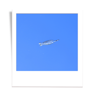 silver fish