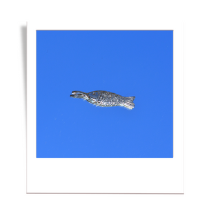 golden fish